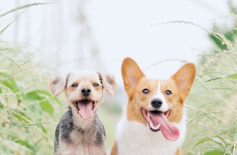 Preventing Home Dog Fights in Perth